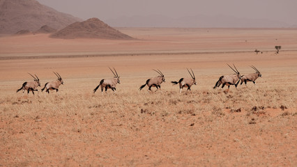 wilde Oryx Antilopen, Namibia, Savanne, Landschaft