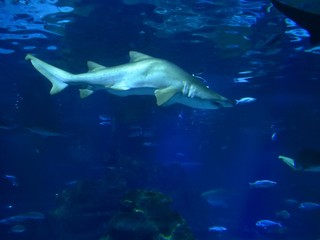 Requin, dangereux prédateur