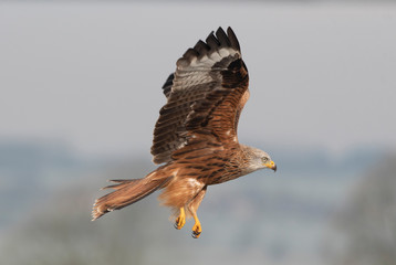 Red kite in the wild