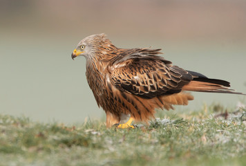 Red kite in the wild
