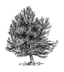 Cartoon doodle drawing illustration of small pine conifer or coniferous tree.