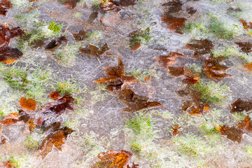 leaves into the ice background in winter 