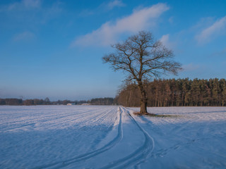 Fototapeta na wymiar Pola przysypane śniegiem.