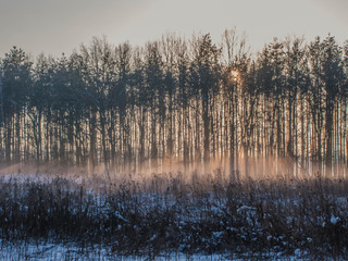 Zimowy, mglisty wieczór w lesie.