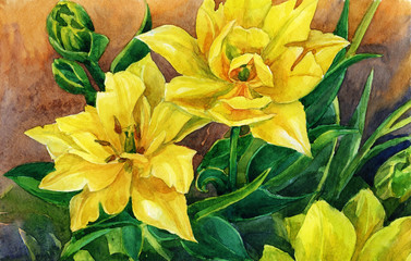 Fototapeta premium Watercolor painting of yellow tulips in the garden.
