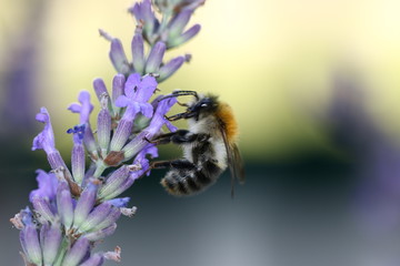 hummel auf lavendel