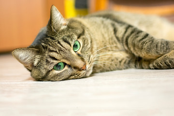 Gray domestic cat with green eyes, resting lying on the floor. selective focus.
