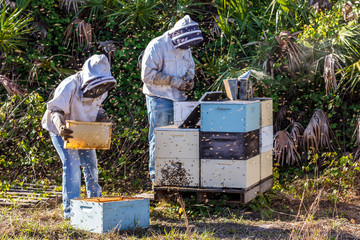 Beekeepers remove frames with honey from hive