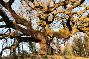 Pinocchio Tree in Tuscany 