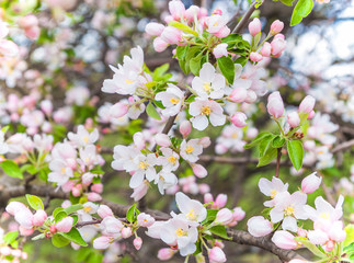 Fresh Apple tree pink flowers and leaves, spring background