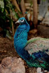 Obraz premium Male peacock