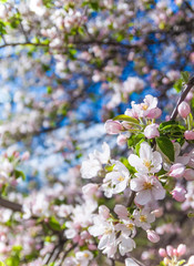 Obraz premium Fresh Apple tree flowers and leaves on garden bokeh, spring background, text space