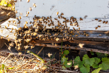 Agitated bees at hive entrance