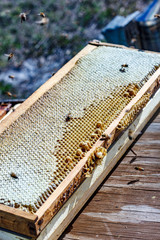 Bee hive frame with honey and bees