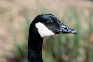 Canadian Goose