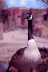 Obraz premium Canadian Goose
