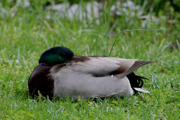 Resting Duck