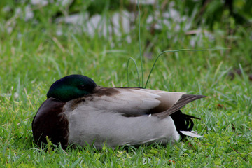 Resting Duck