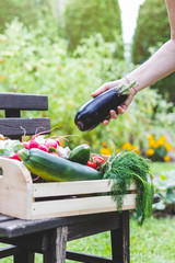 Gardener putting eggplant to wooden crate full of vegetables. Homegrown produce in organic garden.