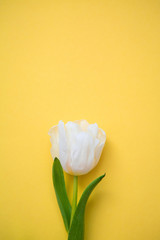 8 March Happy Woman's Day. Spring concept. white tulips on yellow background. Copy space