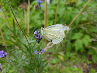 Papillon