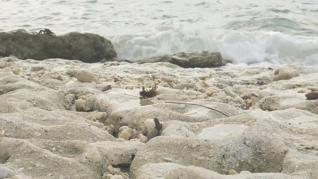 Hawksbill Turtle Hatchlings rush over stones towards the crashing waves of the ocean in self preservation