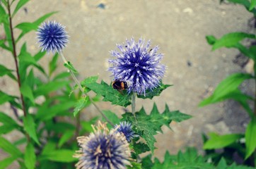 Bumble bee seeking pollen on purple flower