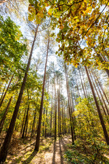 Autumn in the forest in the sunshine
