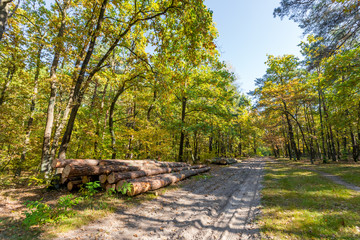 Timber logs along a forest road