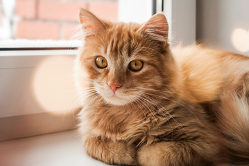 Orange furry cat at home. Cute ginger cat siting on window sill and looking curiously. Red cat indoor. Comfort home zone. Domestic pets