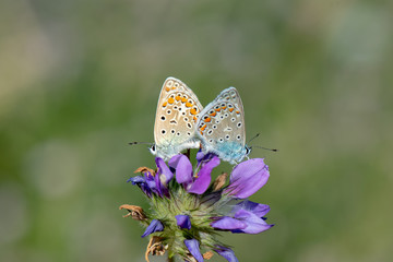 Lycaenidae / Çokgözlü Mavi / / Polyommatus icarus