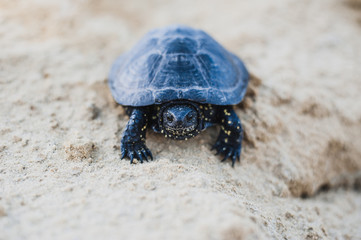 turtle on a rock