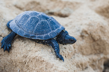 turtle on a rock