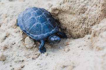 turtle on a rock