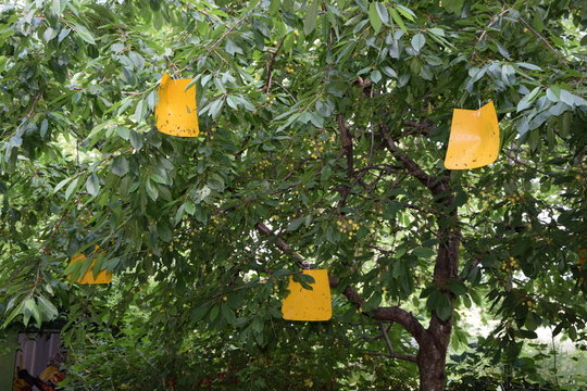 Insektenfalle