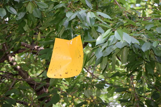Insektenfalle