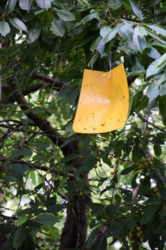 Insektenfalle