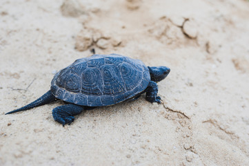 turtle on a rock