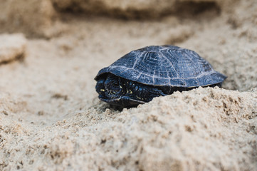 turtle on a rock