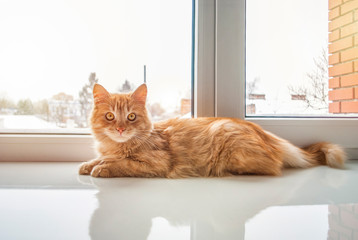 Orange furry cat at home. Cute ginger cat siting on window sill. Red cat indoor. Comfort home zone. Cat is looking at camera. Domestic pets © shephotos