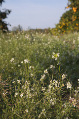 Close-up of white wild herbs