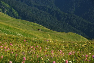 Fototapeta na wymiar Purple flowers on the background of green hills and mountains at sunset. Green meadow among the hills. Trekking in the mountains.