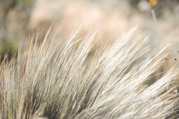 Grass in countryside pampas Argentina