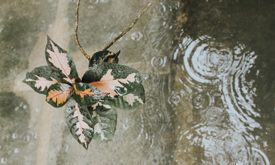 vintage background with butterflies