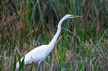 Bird wading thru the reeds in Florida everglades
