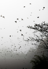 Thousands of flying birds in tree Black and White winter atmosphère