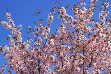 Pink flowers in tree