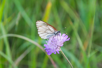 Black-veined white butterflies (Aporia crataegi) on purple flowers