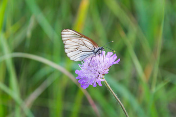 Black-veined white butterflies (Aporia crataegi) on purple flowers