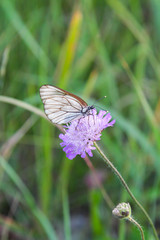 Fototapeta premium Black-veined white butterflies (Aporia crataegi) on purple flowers